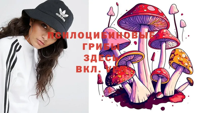 Псилоцибиновые грибы Magic Shrooms  кракен ссылки  Печоры  купить  